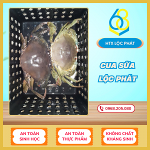 Cua sữa Lộc Phát